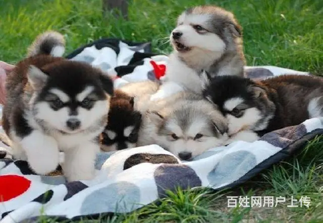 犬舍直销，支持货到付款包健康包纯种，送货上门 - 图片 4