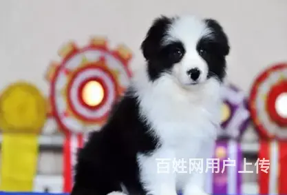 邢台边牧怎么卖 邢台边牧价格 邢台哪里有卖边牧的 - 图片 8