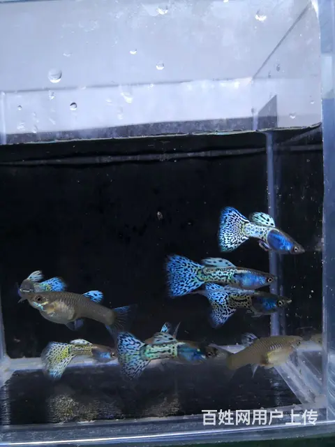 金属蓝草孔雀鱼 - 图片 1