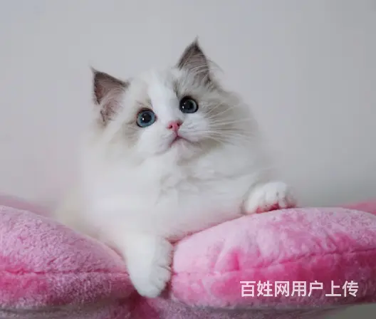 布偶猫多少钱一只 布偶猫肠胃好吗 图片价位 - 图片 2