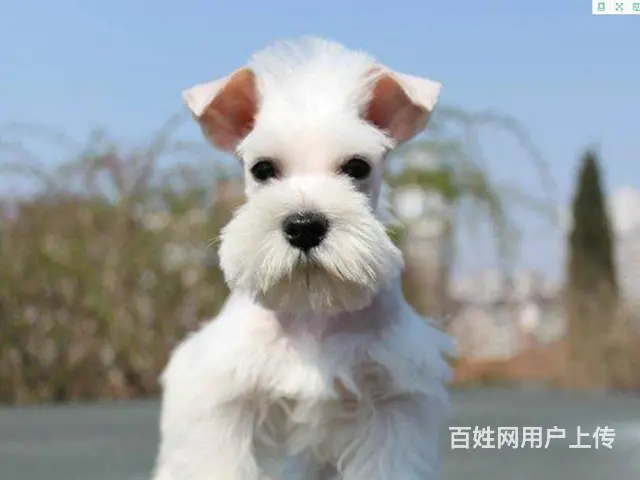 纯种雪纳瑞幼犬小狗 可爱椒盐雪纳瑞 身体健康找新家 - 图片 6