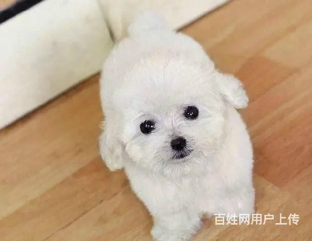 广州比熊犬一只多少钱 实体犬舍 自家繁殖保健康 - 图片 3
