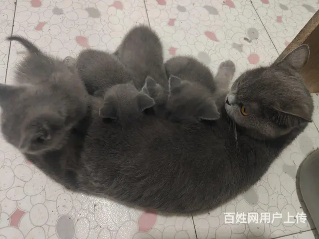蓝猫出售公母都有 - 图片 3