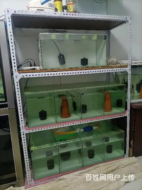 高帆菊花粉红剑 - 图片 6