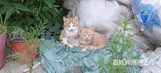 家猫 - 图片 1