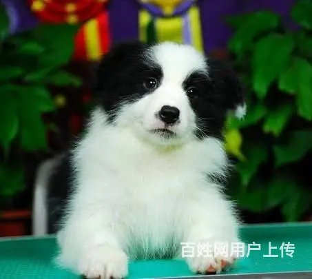 广州纯种边境牧羊犬价格 狗舍直销 包纯种健康签协议 - 图片 1