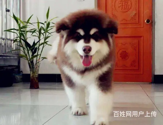 北京哪里能买到赛级纯种双血统阿拉斯加幼犬多少钱 - 图片 6