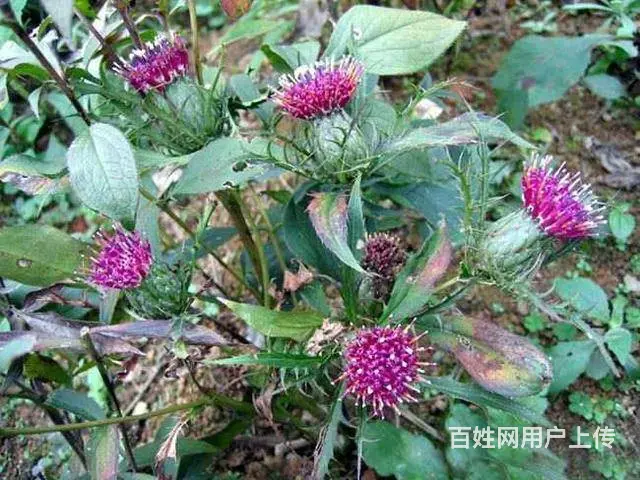 湖北百草堂苍术种植品质生活，好技术载你直奔财富门 - 图片 1