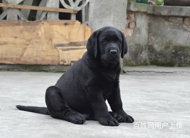 周口地区纯种拉布拉多幼犬 头版足骨量大 血统纯正 - 图片 6