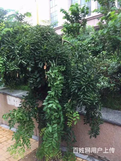 名仕豪庭2室1厅设施全 - 图片 9