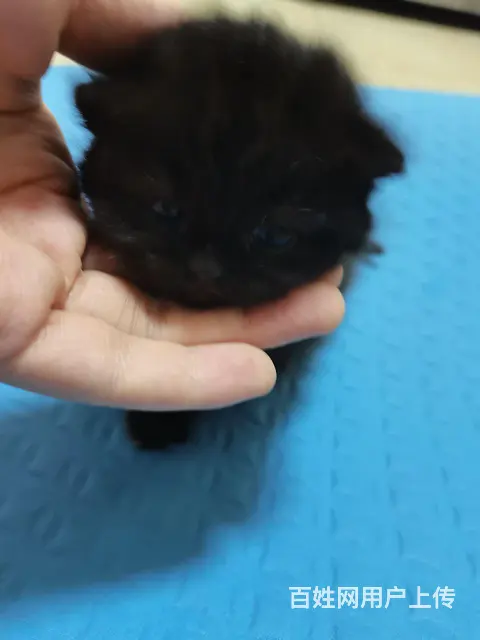 永州自家繁育美短小猫崽身体健康提前预约 - 图片 6