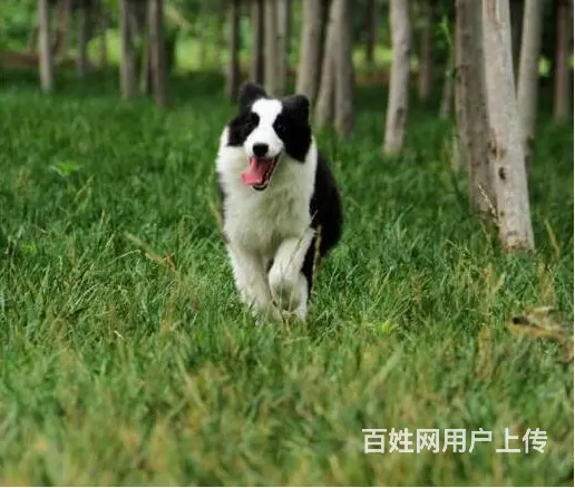 安徽铜陵铜陵拉布拉多多少钱出售30多种名犬 - 图片 7