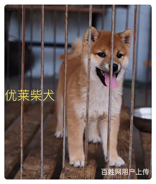 三沙纯种柴犬在哪可以买到，视频或者上门挑选 - 图片 4