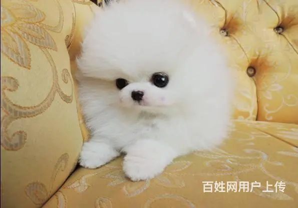 现在哪有卖博美犬的 博美犬都有多少钱的 - 图片 10