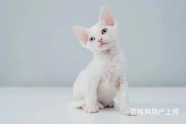 本地哪里有卖德文卷毛猫的 德文成年多重 包纯种健康 - 图片 4