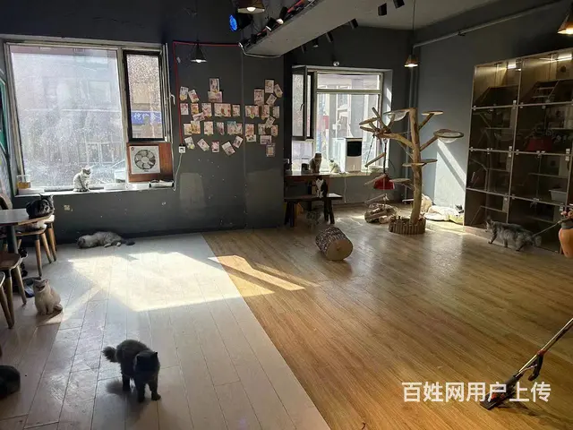 学院路清吧 宠物猫咖 奶茶饮品店铺出兑 - 图片 5