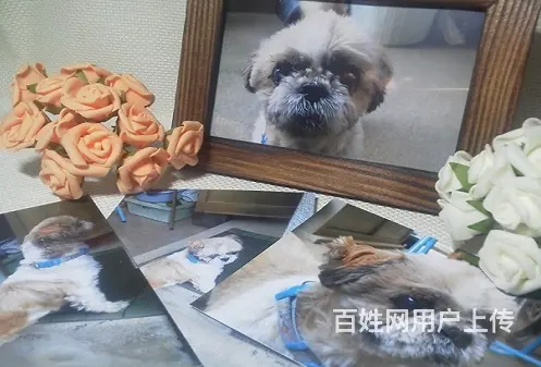 沈阳地区铁西区#沈阳宠物殡葬#缘分268 - 图片 4