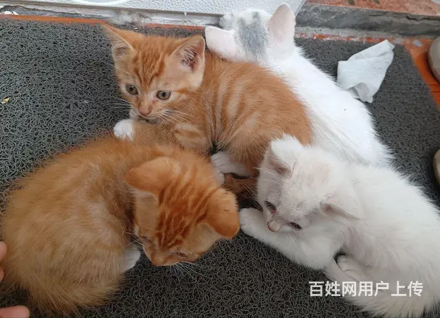 免费赠送小猫咪 - 图片 1