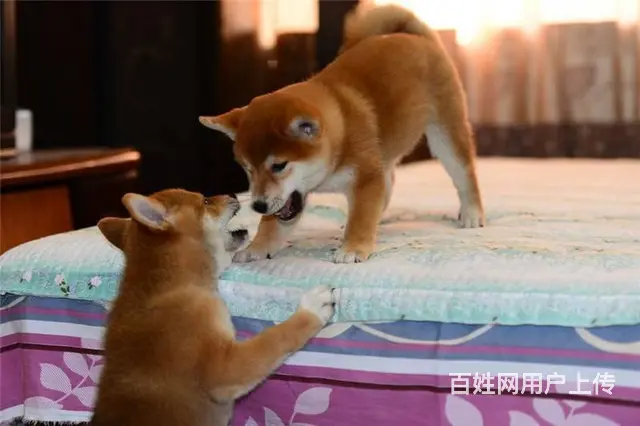 哪里有卖日本柴犬 纯种柴犬多少钱一只 - 图片 1