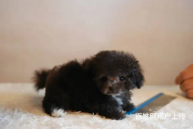 灰色泰迪熊犬 韩国引进茶杯体 质保2年送到家 - 图片 7