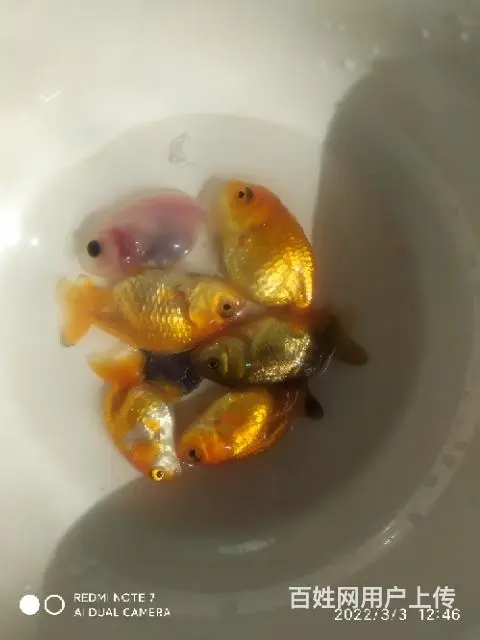 打包六条商品小兰寿，品相尺寸如视频自鉴 - 图片 3