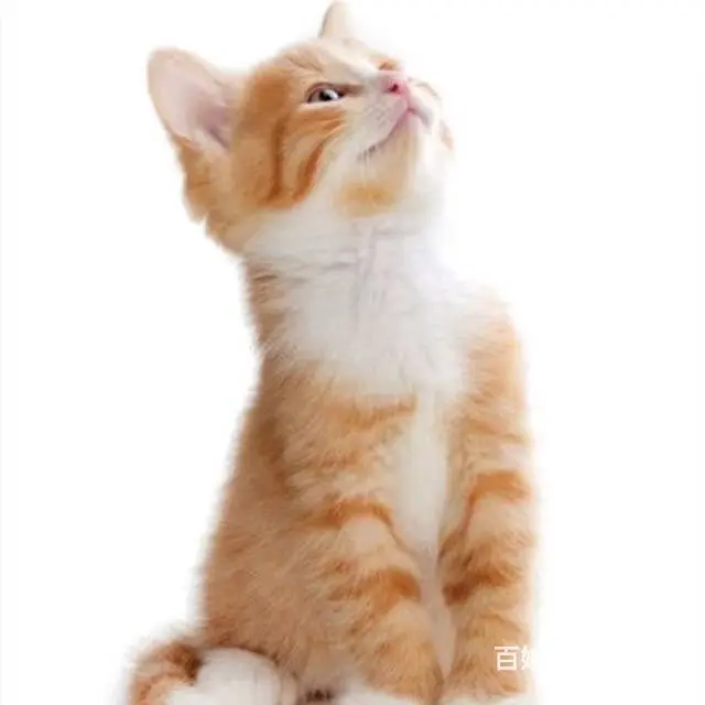 常州专门繁殖金渐层猫舍█金渐层猫舍地址电话 - 图片 10