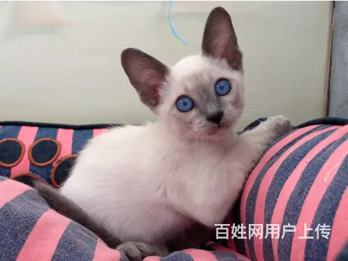 湖州哪里卖纯种的暹罗猫？健康的暹罗猫多少钱一只？ - 图片 2