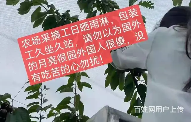 T新西兰高薪招聘各种技术工+普工，年薪40万 - 图片 2