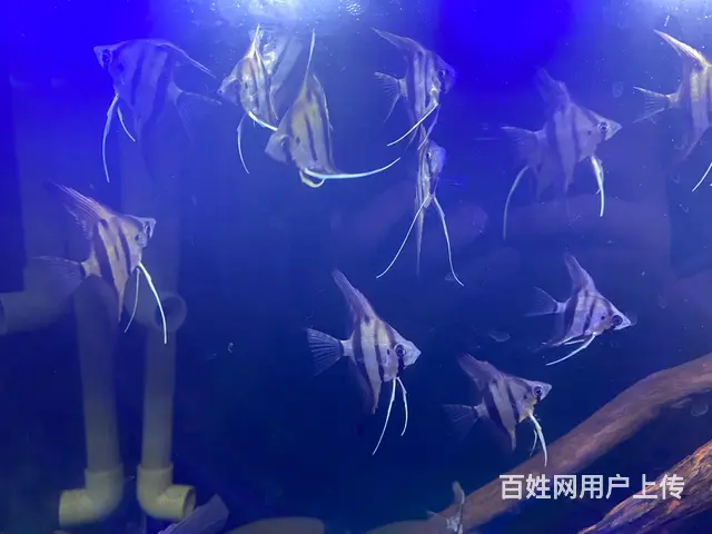 出埃及魔门斯卡神仙鱼 - 图片 5