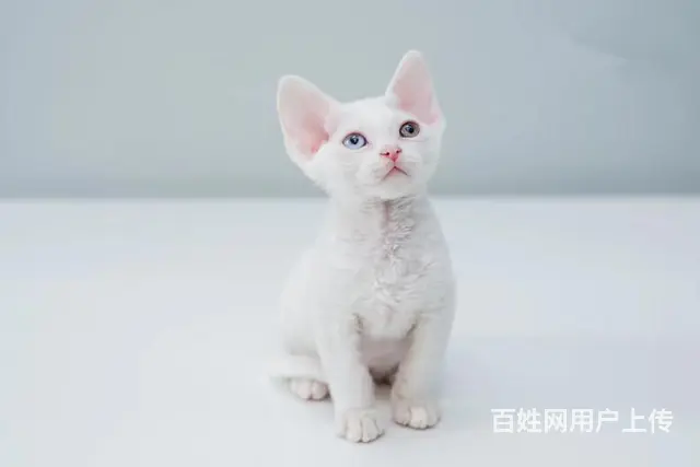 哪里有德文卷毛猫卖的 卷毛猫多少钱 卷毛猫好养吗 - 图片 1