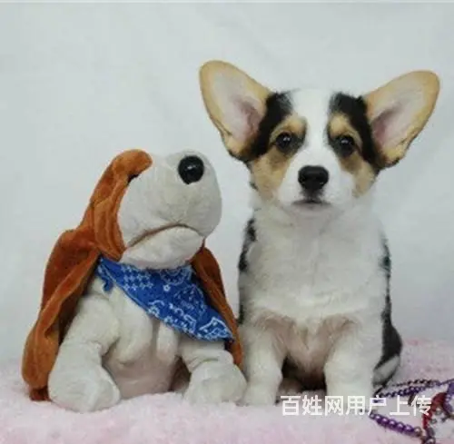 纯种柯基幼犬出售 两色柯基 赛级品相 血统有认证 - 图片 8