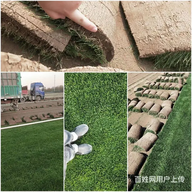 山东滨州草坪种植基地-供应早熟禾-四季青冷季型草皮 - 图片 1