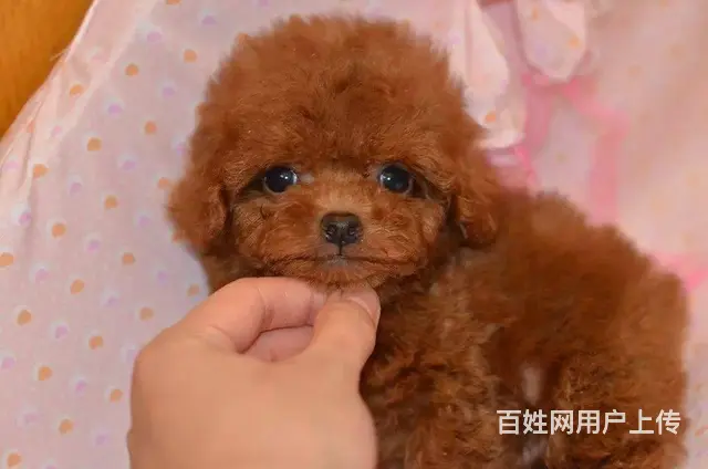 纯种泰迪 玩具贵宾犬 茶杯泰迪犬 泰迪熊幼犬 - 图片 6