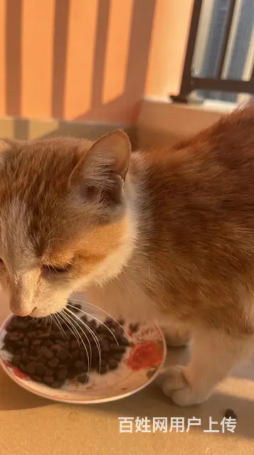 粘人小橘猫求收养（免费送） - 图片 3