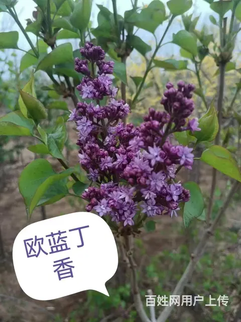 抚顺望花很棒的灌木 - 图片 3