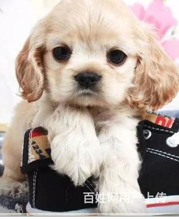实体店/出售纯种美国可卡犬，英国可卡犬/可卡幼犬 - 图片 4