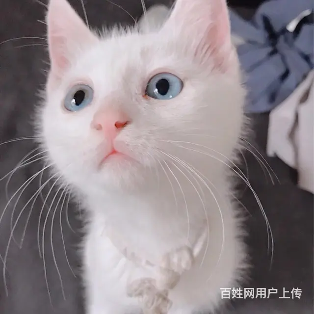 可爱的猫咪恳请爱心人领养 - 图片