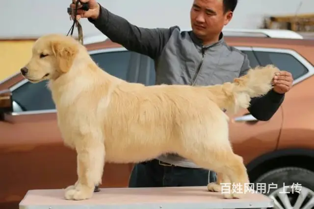 纯种金毛幼犬价格 金毛多少钱一只幼崽 犬舍出售纯 - 图片 9