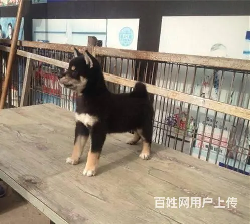纯种日本柴犬 纯正柴犬出售保健康疫苗驱虫做全 - 图片 6