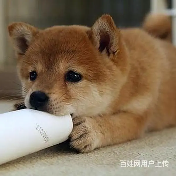 长春养秋田犬的地方，卖秋田犬的地方 - 图片 10