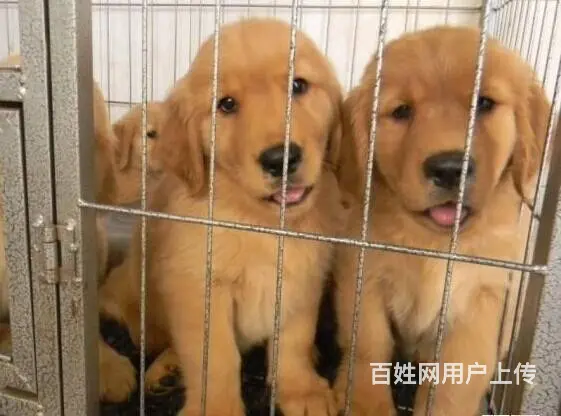 昆明狗场 昆明养狗基地 昆明本地养殖场出售名犬 - 图片 3
