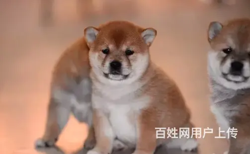 承德柴犬怎么卖 家养柴犬 疫苗齐全 - 图片 3