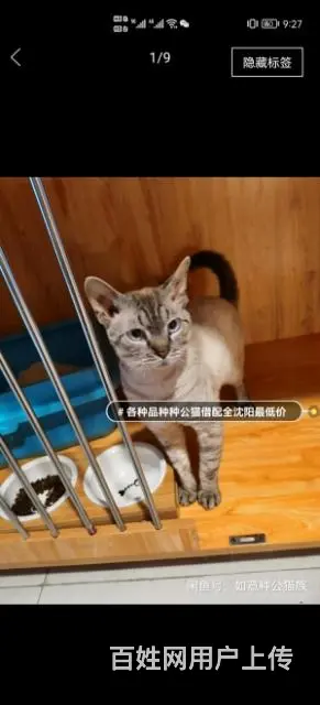 各品种猫借配 - 图片 4
