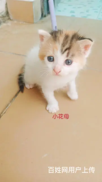 混血布偶小奶猫找新家 - 图片 3