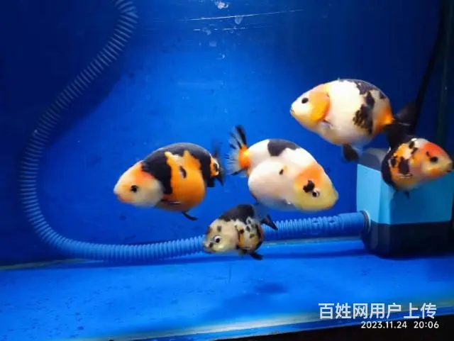 打包出5条精品兰寿，280元，自来水养大适合鱼友家养，尺寸7 - 图片 11