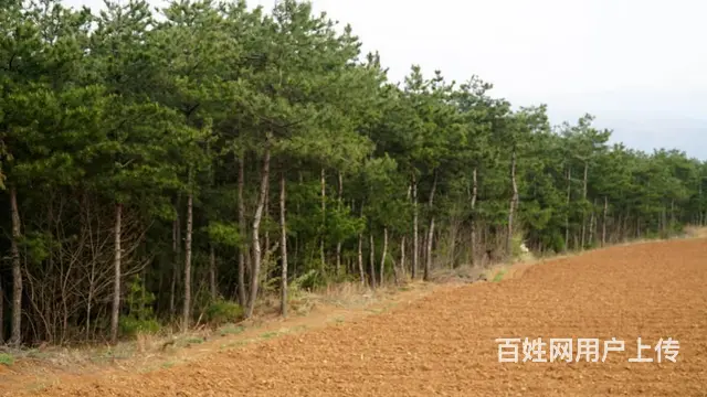 灵宝朱阳斜沟松林整体转让或出售原木 - 图片 5