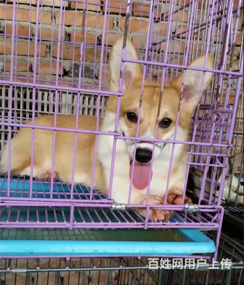 天门柯基犬舍位置 本地柯基犬舍地址在哪儿 - 图片 2