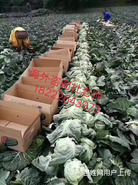 无费用澳大利亚正规工签/年薪60万/华人企业 - 图片 5