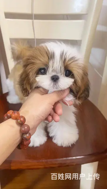徐州市专业家庭繁殖纯种西施犬 - 图片 2