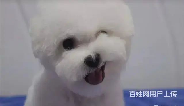 承德比熊多少钱一只 比熊价格 比熊怎么卖 保健康 - 图片 6